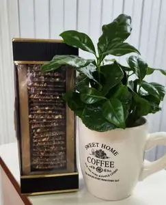 פריחה מתוקה